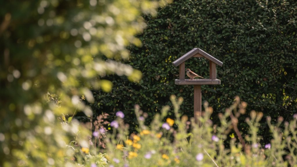 Small garden bird perched on a wooden bird feeder surrounded by green plants and flowers in a backyard garden.