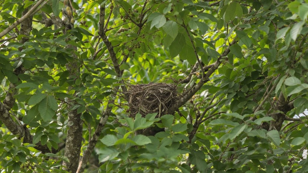 A garden birds nest hidden in the trees.
